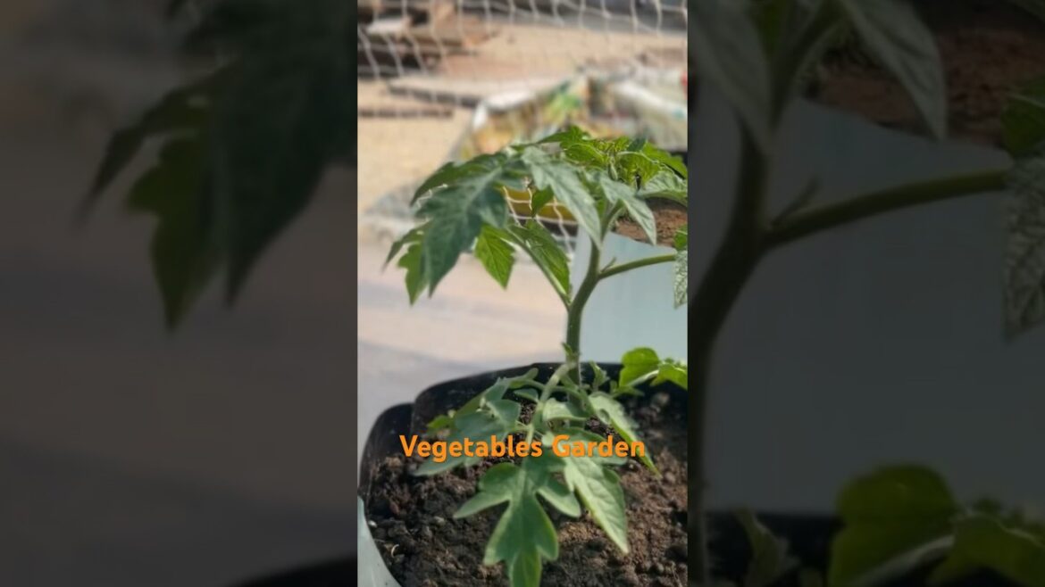 Vegetables Garden 🪴 #terracegarden #vegetablegarden #gardening #smartgardeningguide #gardendesign