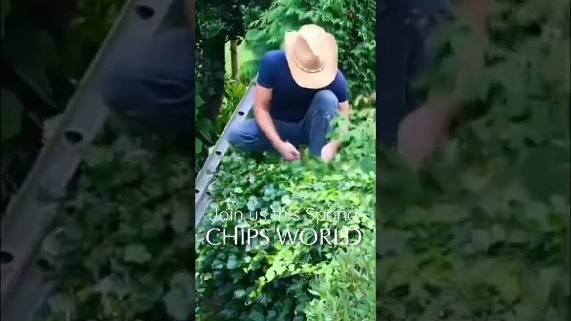 Trimming the Ivy #gardening #garden #ivy #englishivy #trimming #gardener #gardenlife #trimmimgivy