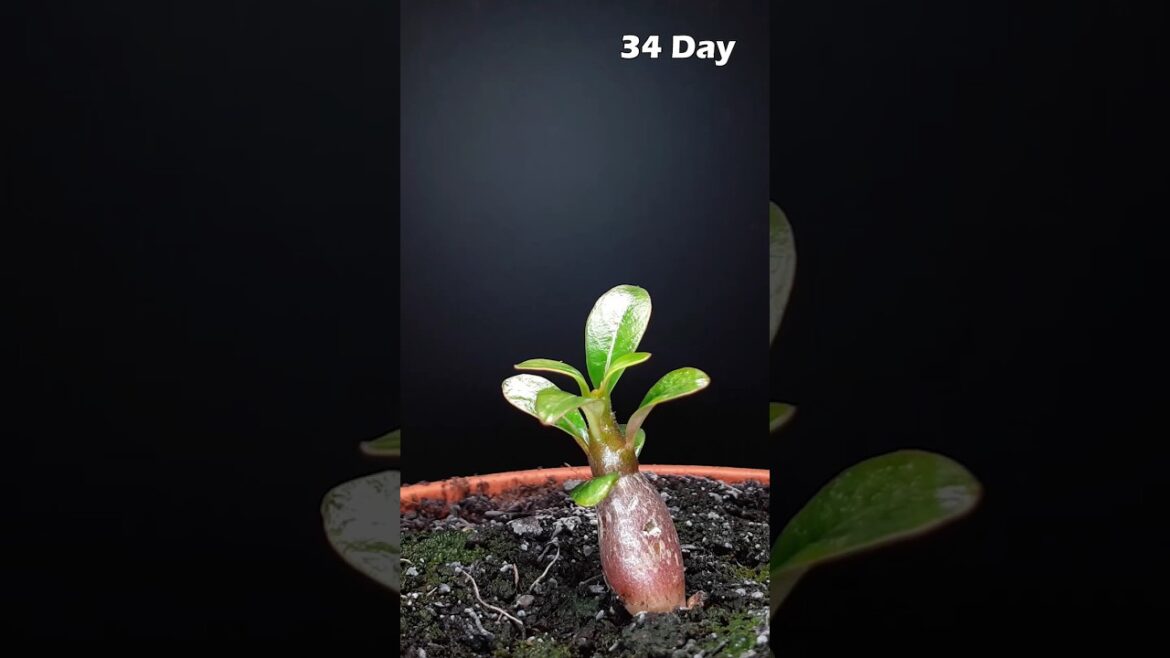 Adenium Growing from Seed ☘️#garden #gardening #adenium #viral Adenium Growing from Seed ☘️#garden #gardening #adenium #viral
