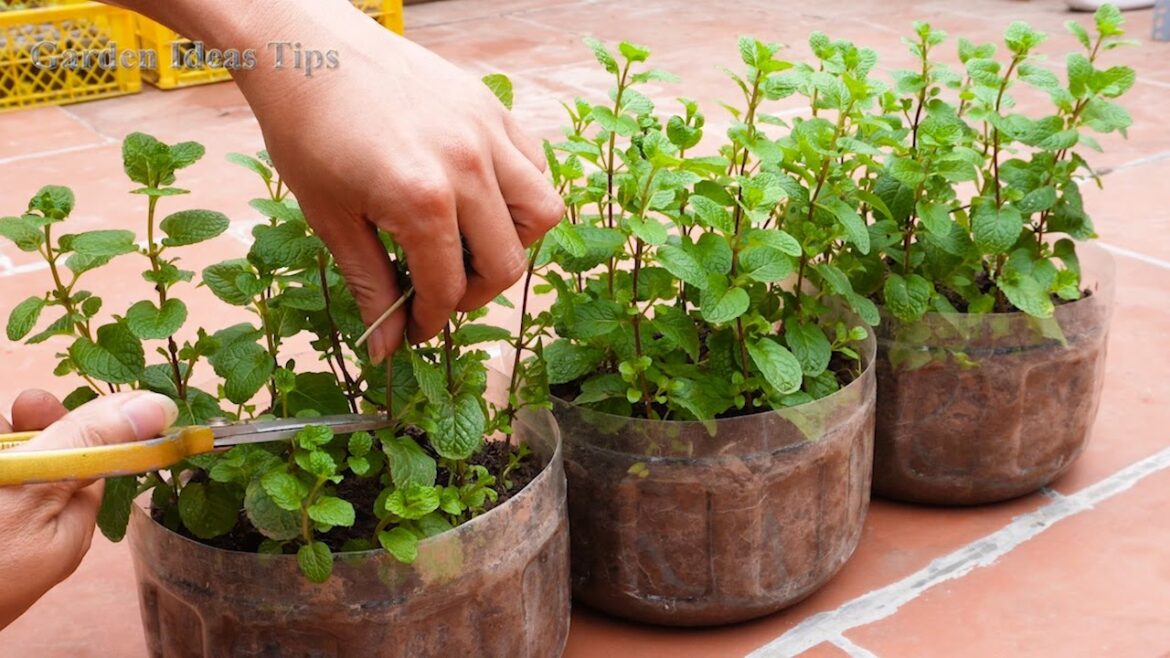 LIVE STREAM – Gardening Tips Ideas Super Profitable Plant Breeding Techniques LIVE STREAM - Gardening Tips Ideas Super Profitable Plant Breeding Techniques