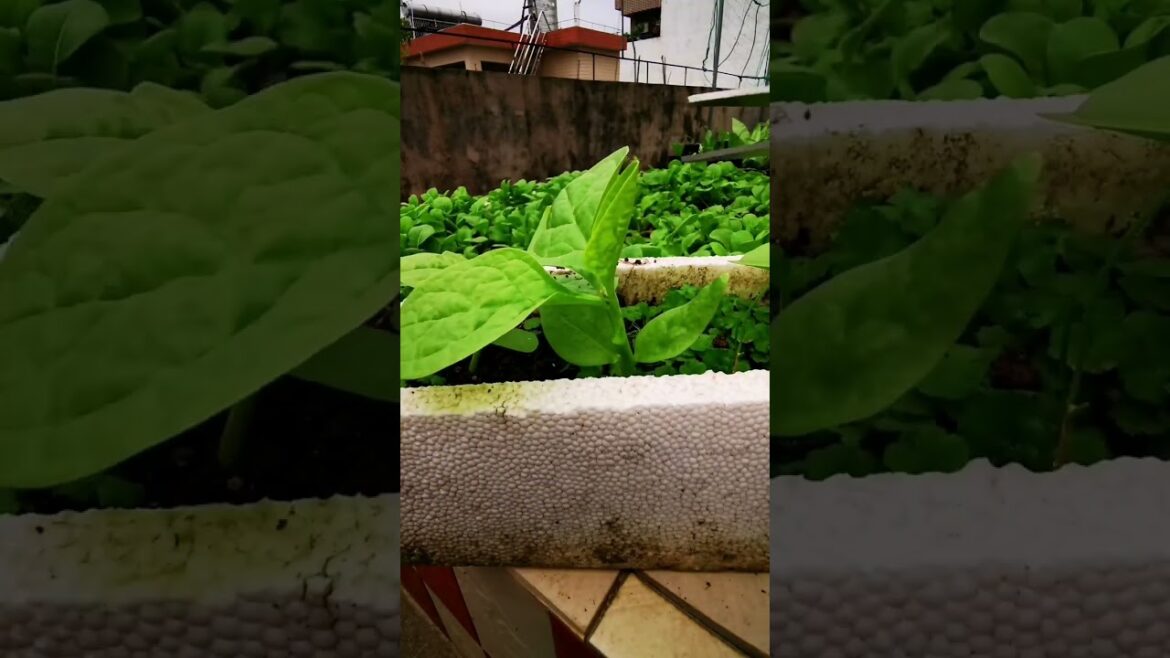 I  growing garden and vegetable by MeiMei  #shorts #garden #vegetable