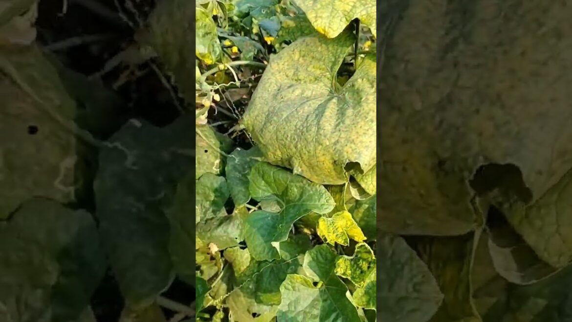 vegetable's gardening