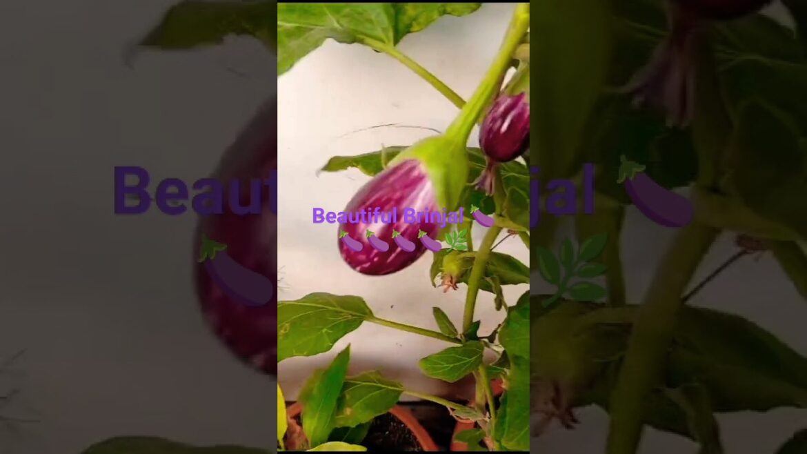 Brinjal harvesting in my garden๐๐#shorts#garden Brinjal harvesting in my garden๐๐#shorts#garden