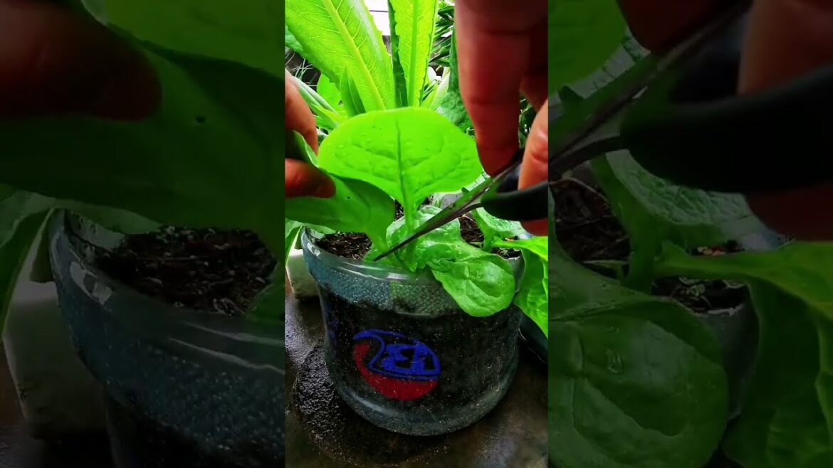 I growing garden and vegetable by MeiMei #shorts #garden #vegetable I growing garden and vegetable by MeiMei #shorts #garden #vegetable