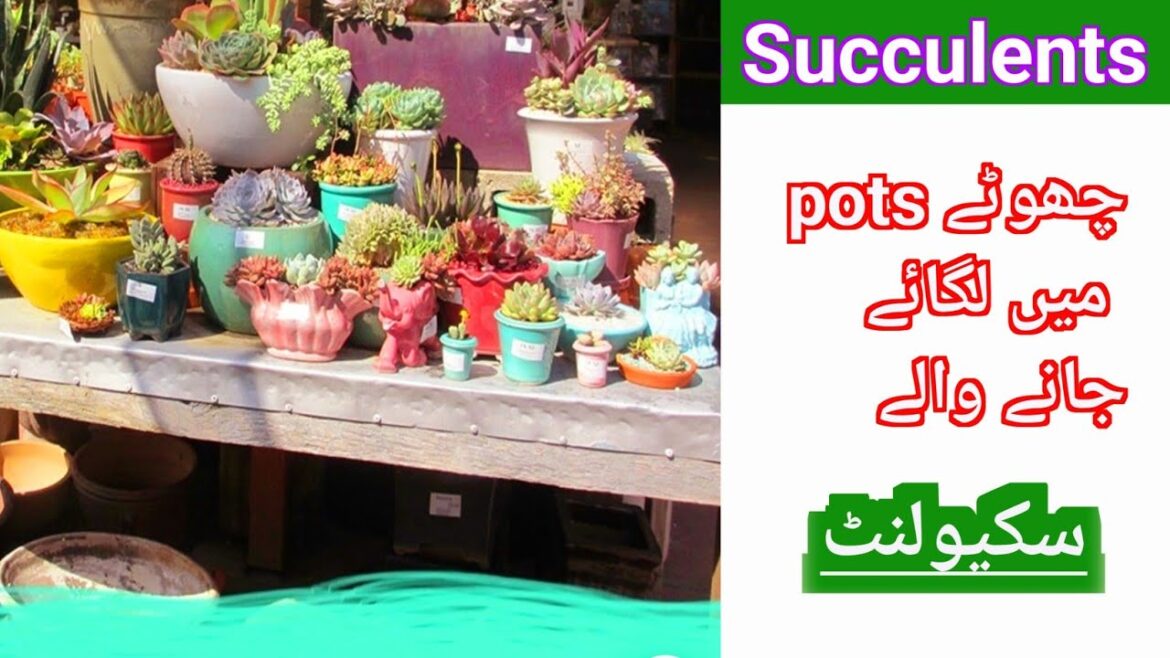 Best plants for small pots|Containers|container gardening |best Out Of waste!