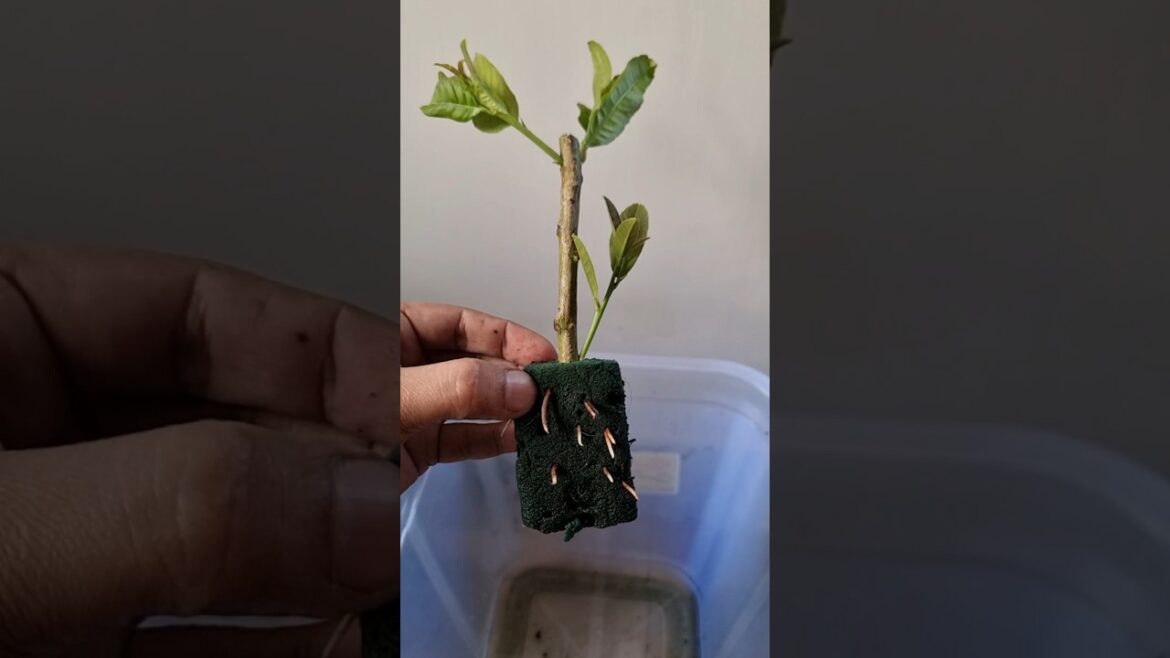 #Shorts #gardening #Lemoncutting #Youtubeshorts#viralshorts