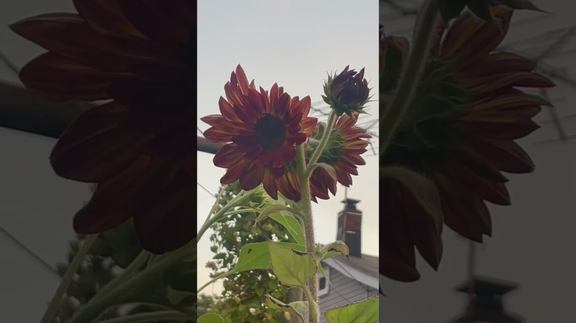 Red Orange Sunflowers in the Sunset 🌻 Beautiful Backyard Garden Update #shorts