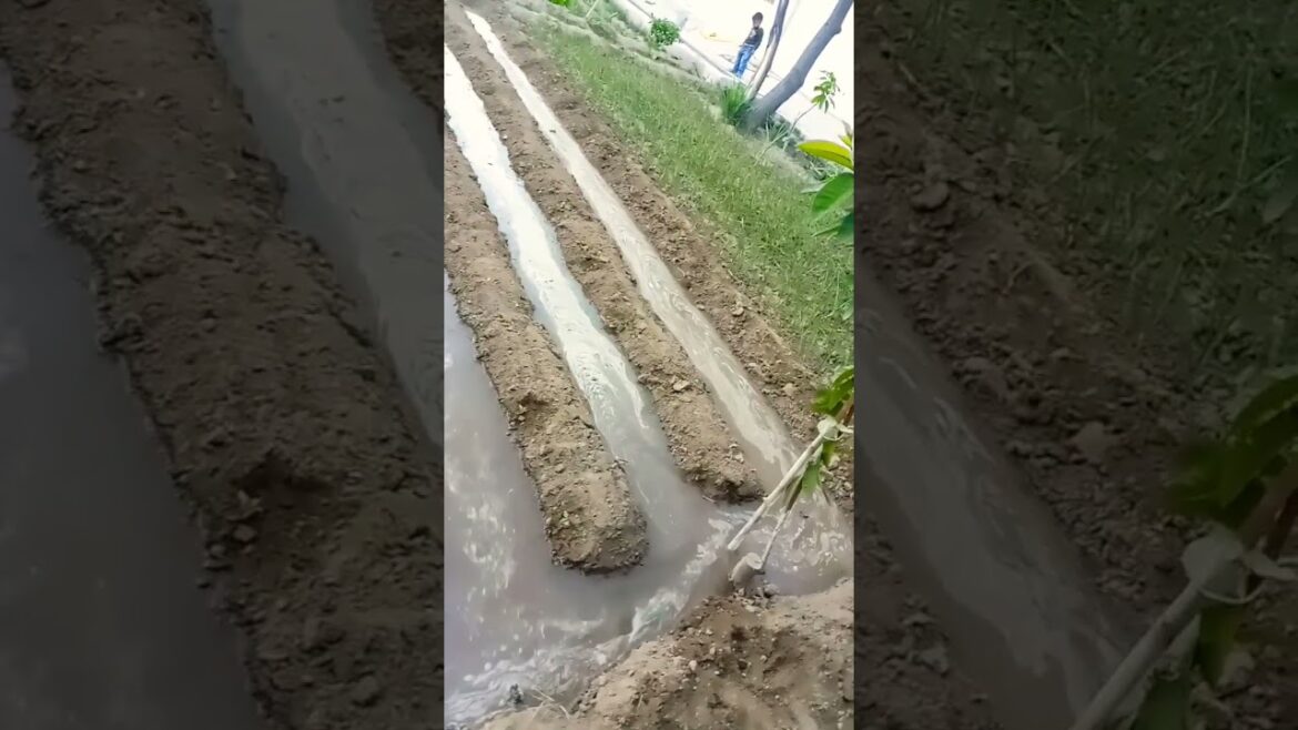 vegetable farm🧄🌶️🫑🥬🥦||farming#vegetables #gardeningtips