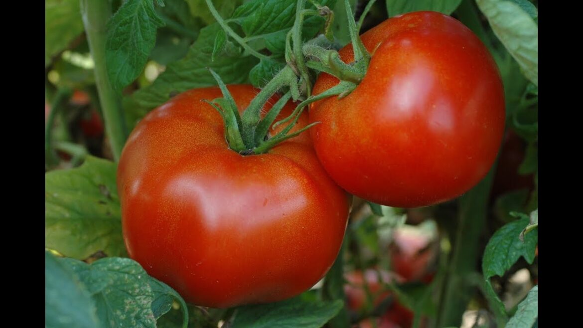 Urban Gardening ~ Edible Landscaping # 6 ~ First Week Of September In Minnesota