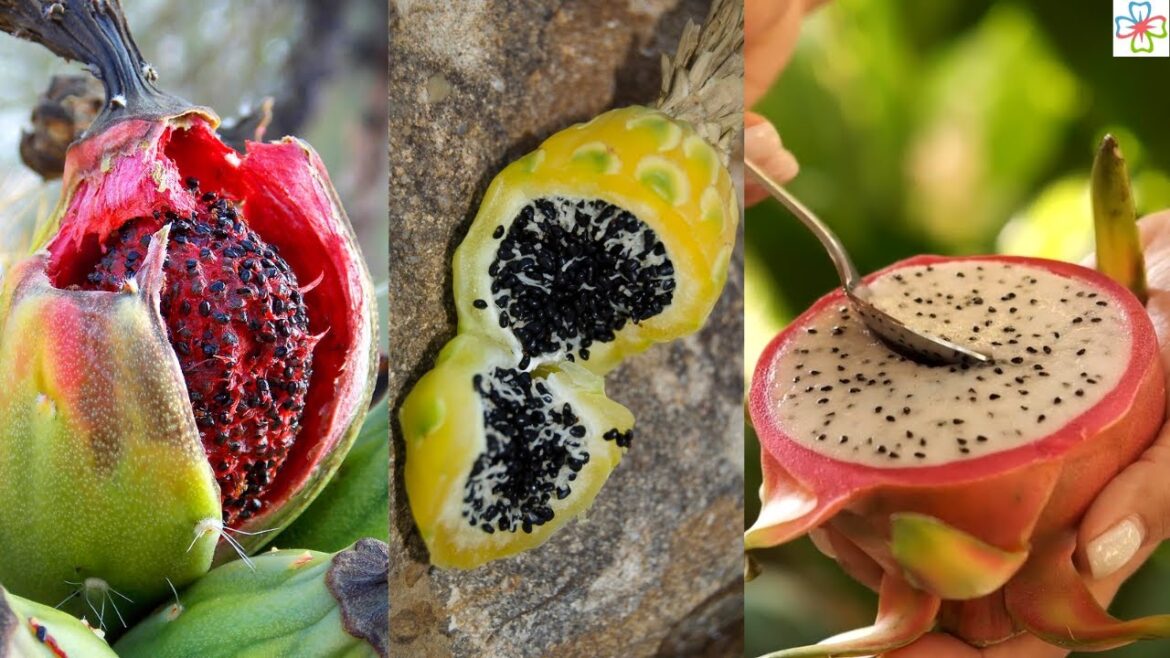 8 Succulents You Can Eat | Edible Succulents and Cacti 8 Succulents You Can Eat | Edible Succulents and Cacti