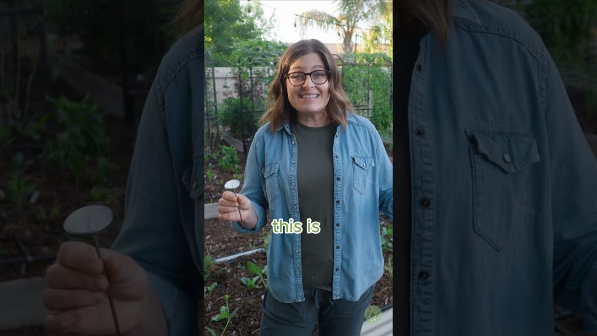 Do METAL Garden Beds Heat Up More? #desertgarden #gardeningtips  #gardening