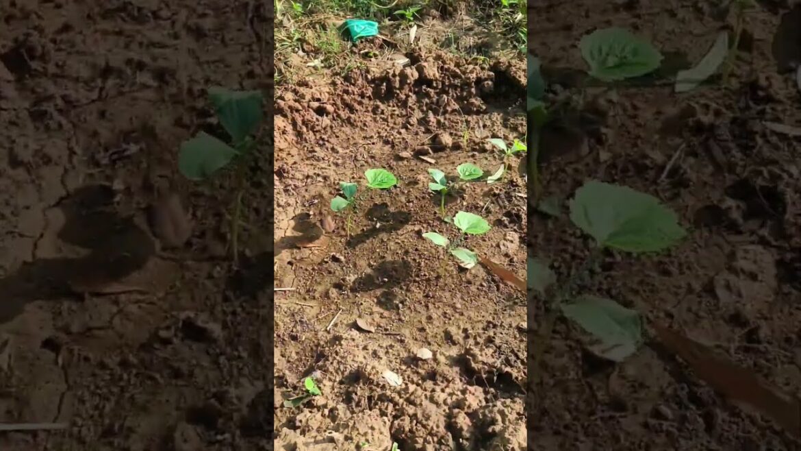 Backyard garden Harvest | Vegetable gardening #dailyvlog #viral #village #garden