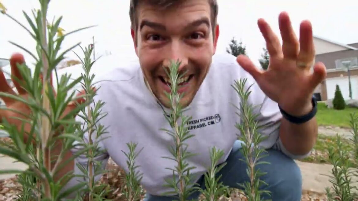 MIgardener: Drying Herbs The Way Ancient Egyptians Did – And You Should Too! Drying Herbs The Way Ancient Egyptians Did - And You Should Too!