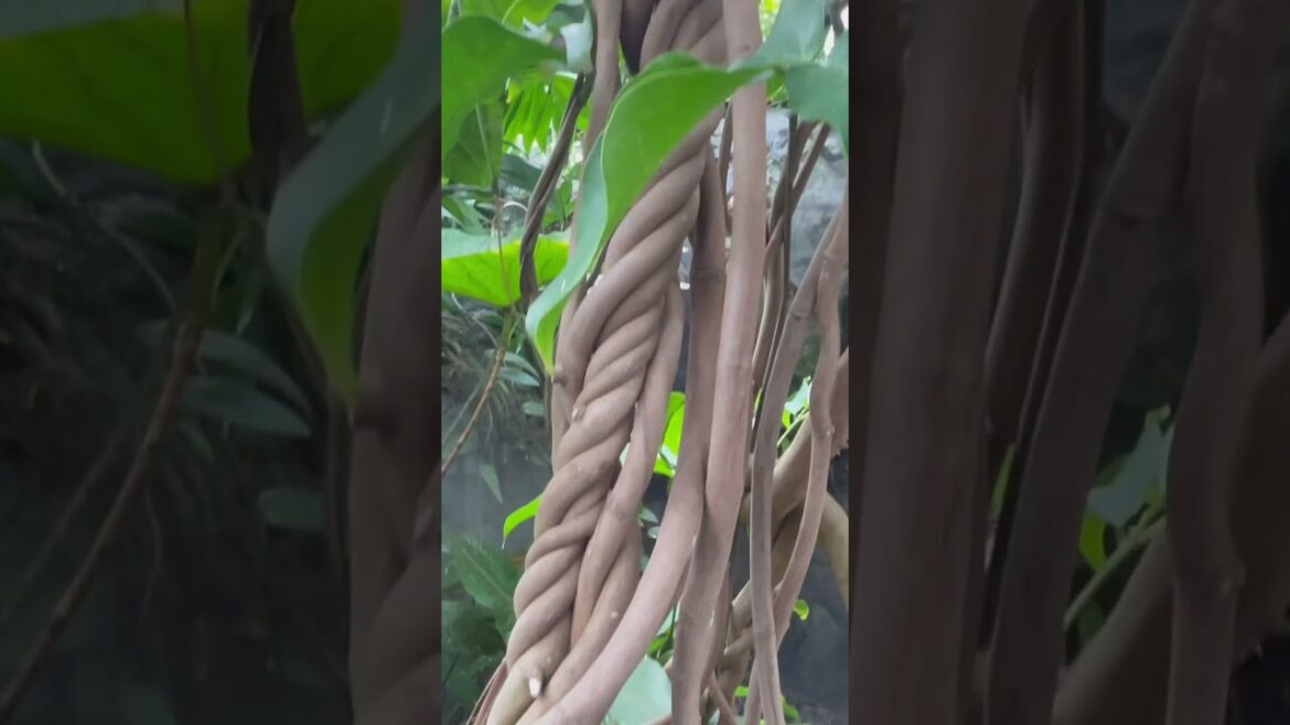 The United States Botanical Garden #Shorts The United States Botanical Garden #Shorts