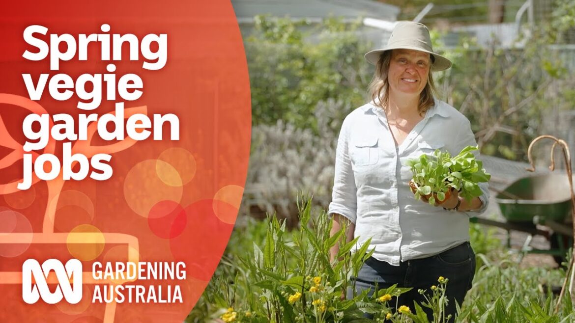 Spring vegie garden tasks to do during the hungry gap | Growing Vegies | Gardening Australia