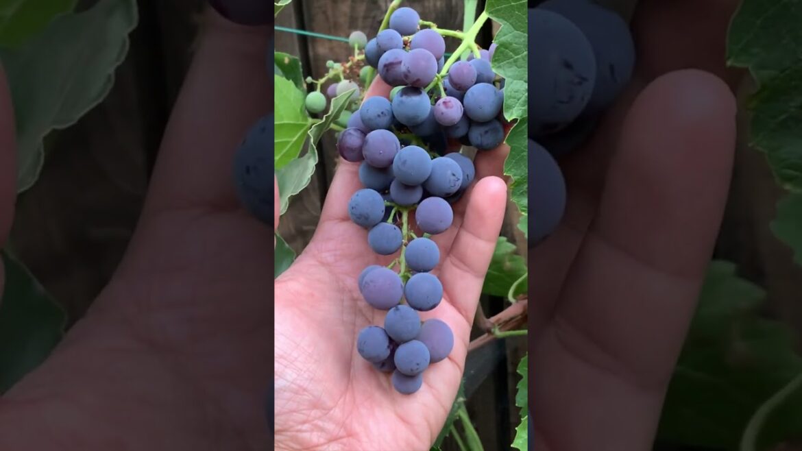 Grapes grown in our backyard garden in Los Angeles 🌱🍇  #shorts #gardening #harvest #healthyliving