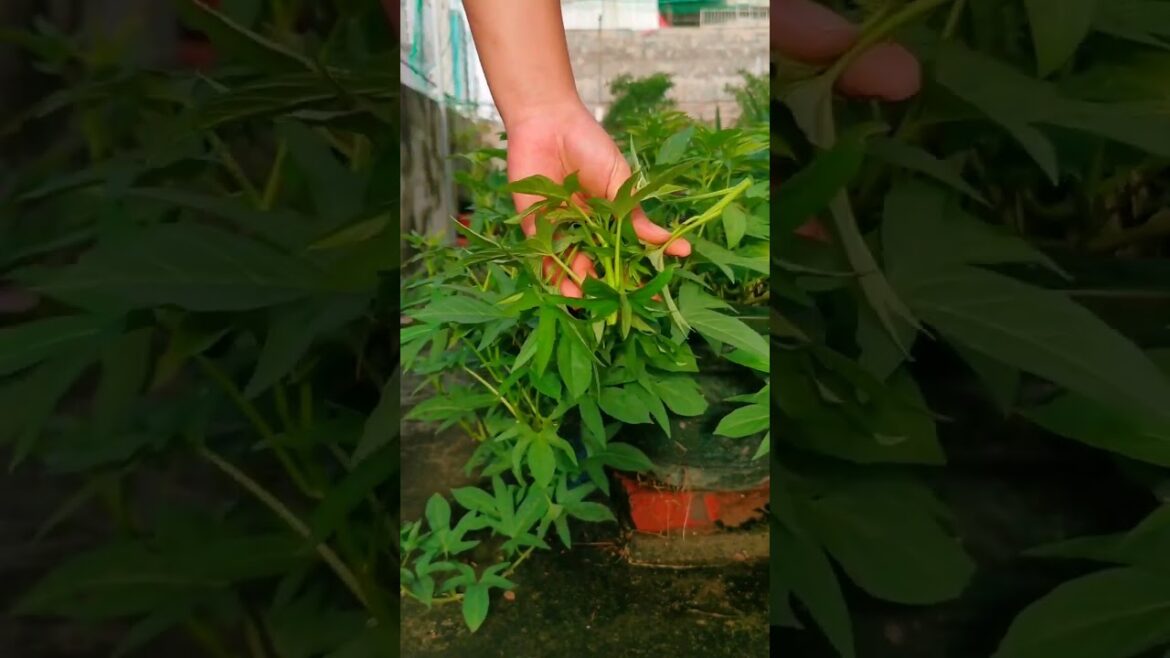 I growing garden and vegetable by MeiMei #shorts #garden #vegetable I growing garden and vegetable by MeiMei #shorts #garden #vegetable