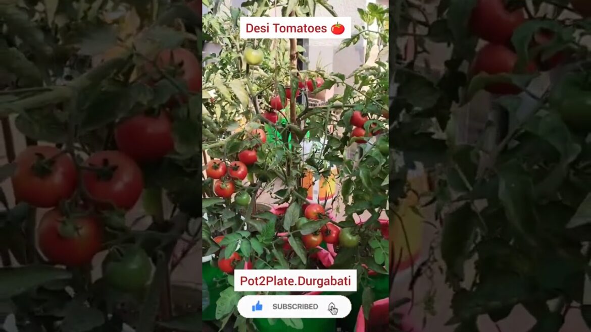 POV: You finally know how to grow a constant supply of organic tomatoes! #shorts #tomatoes #tamatar POV: You finally know how to grow a constant supply of organic tomatoes! #shorts #tomatoes #tamatar