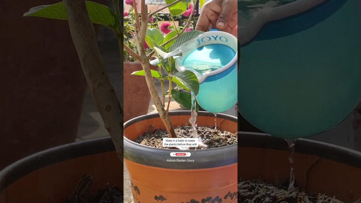 Tips To Make Terrace Garden Beautifully Green|टेरेस गार्डन हरा भरा बनाये|#ashasgardenstory#shorts Tips To Make Terrace Garden Beautifully Green|टेरेस गार्डन हरा भरा बनाये|#ashasgardenstory#shorts