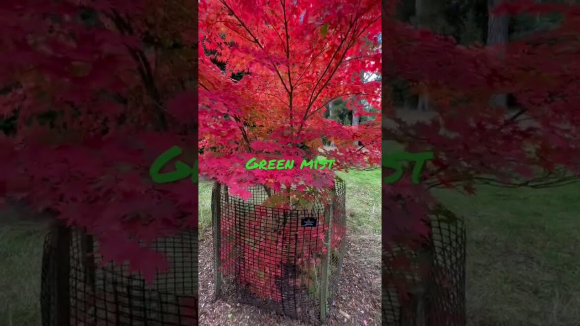 Japanese maple gardening, how to select, water, feed and protect them from sun / wind!