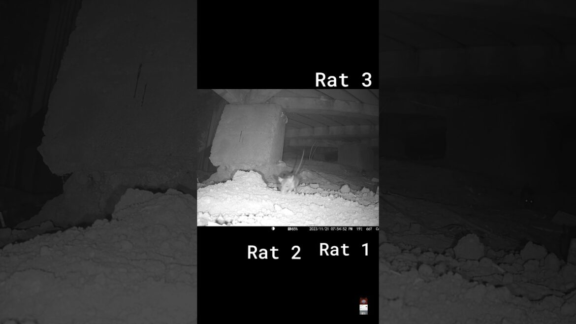 Guess what Critter Cam Caught-