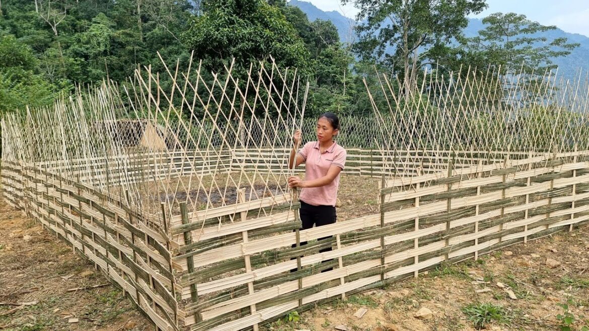 Process of building bamboo fences - vegetable gardening - livi with nature | Triệu Thị Dất