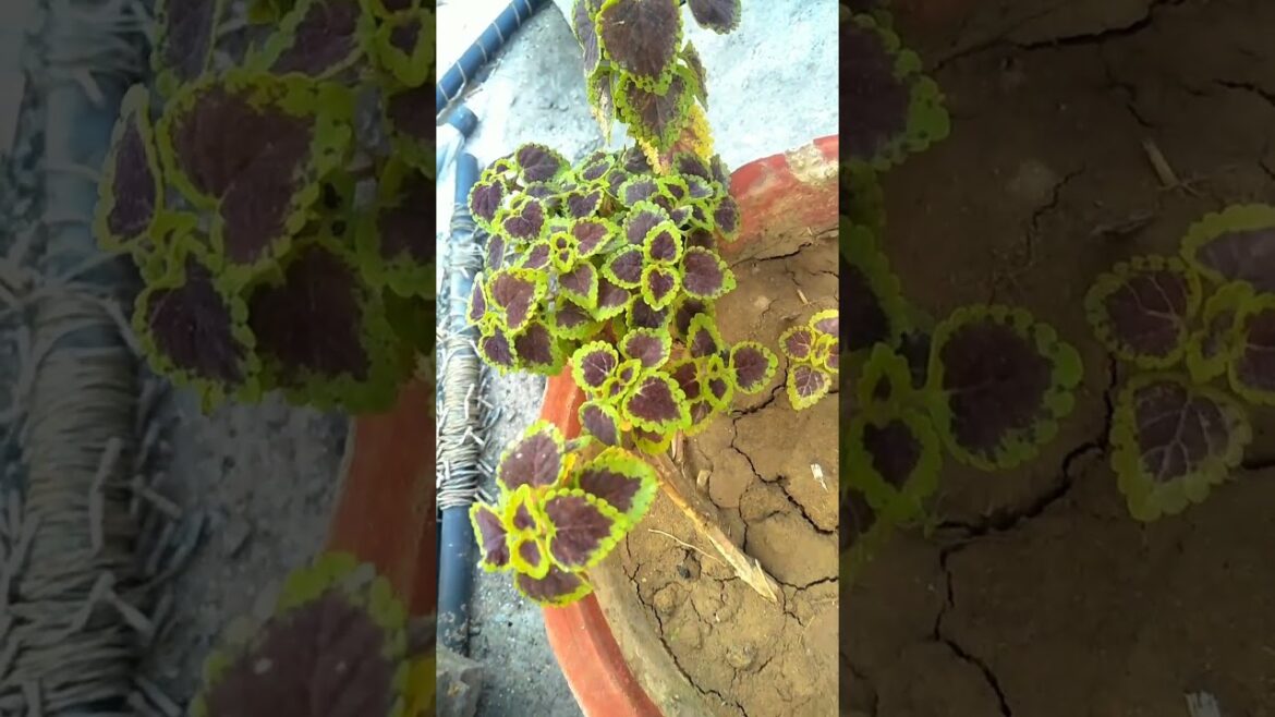 COLEUS - Dos & Donts | Important Points on Coleus Care and Propagation