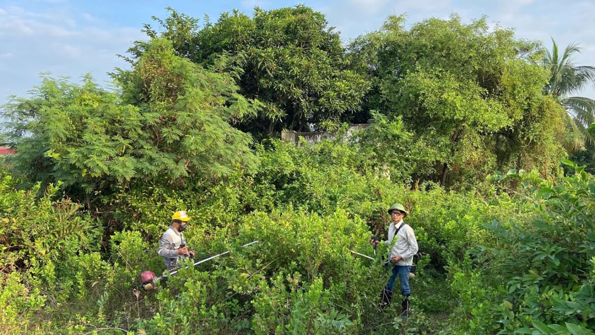 Clean up the house helps the homeowner "want to come back to live here", overgrown weeds cover house