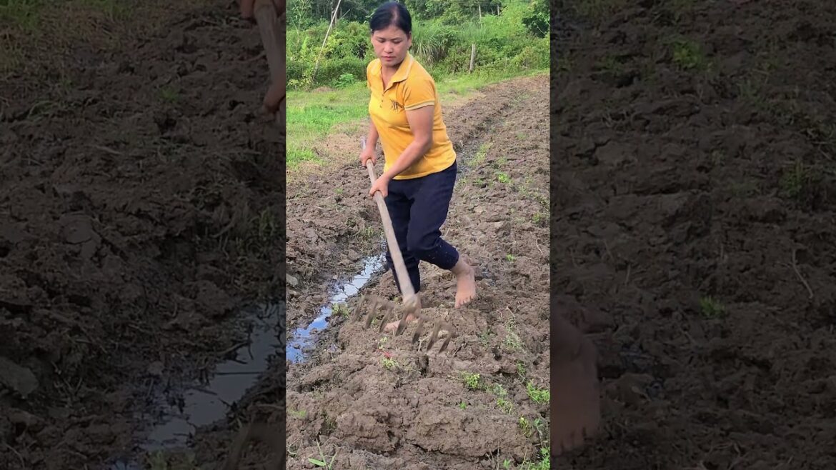 Prepare soil for growing vegetables part 1 #trending #lýthịca #lythica #viral Prepare soil for growing vegetables part 1 #trending #lýthịca #lythica #viral