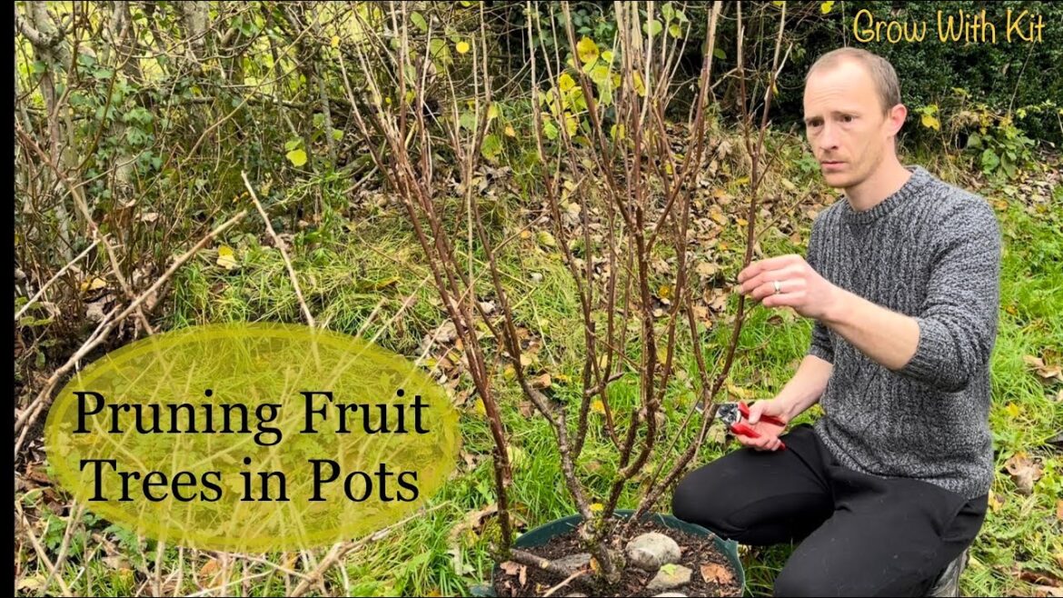 Fruit Tree Container Garden | Pruning & Shaping