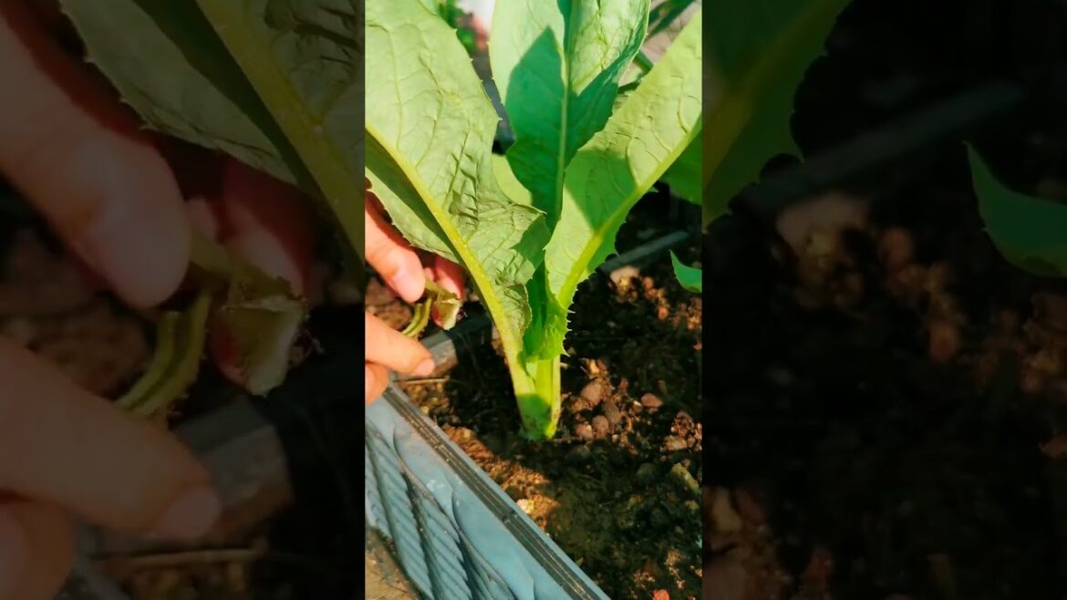 I growing garden and vegetable by MeiMei #shorts #garden #vegetable I growing garden and vegetable by MeiMei #shorts #garden #vegetable