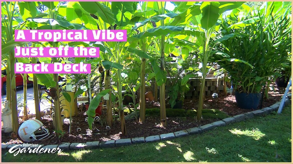 Growing Banana Plants in Zone 7 | Volunteer Gardener Growing Banana Plants in Zone 7 | Volunteer Gardener