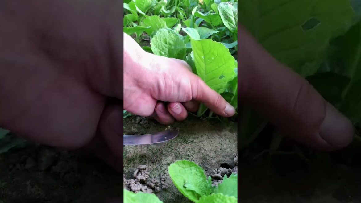 I growing garden and vegetable by MeiMei #shorts #garden #vegetable I growing garden and vegetable by MeiMei #shorts #garden #vegetable