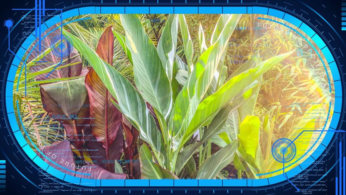 Tropical Garden Overwintering Tip - Insurance Plants & Experimentation...