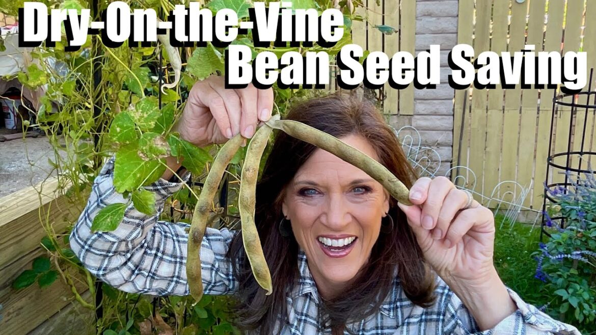 CaliKim: Dry-On-the-Vine Bean Seed Saving – Free Seeds/Plants for Spring Dry-On-the-Vine Bean Seed Saving - Free Seeds/Plants for Spring