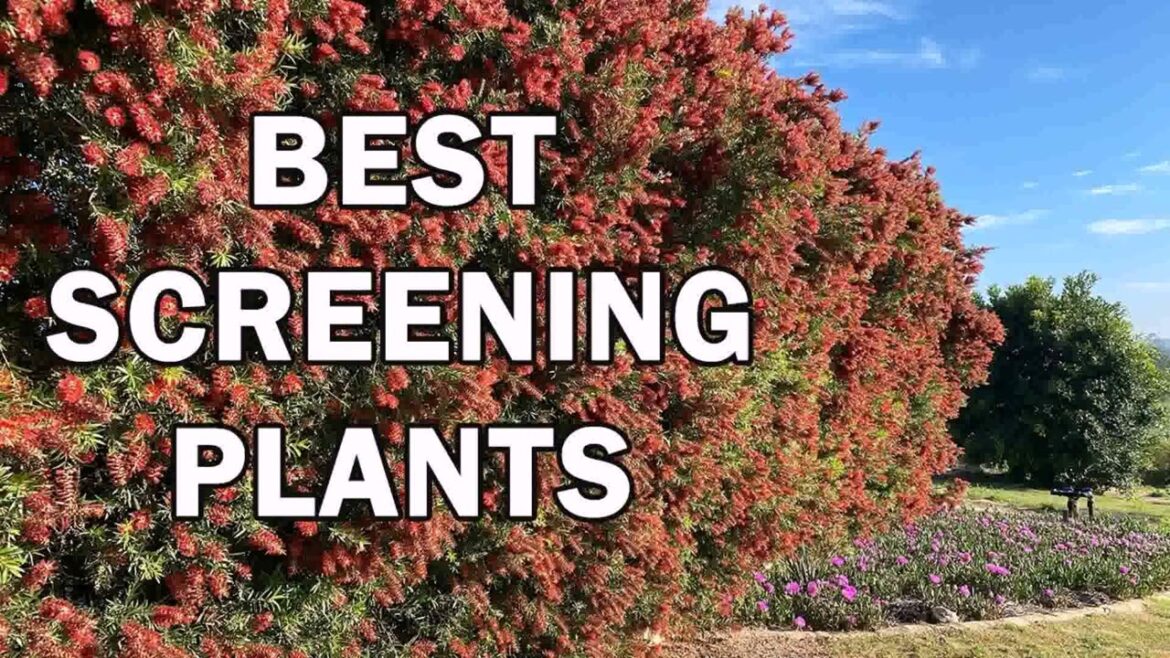 Front Yard Hedge Ideas Australia