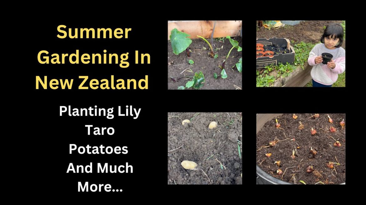 Planting Lily, Taro Plants, Potatoes, and Beyond: Expert Tips Revealed Planting Lily, Taro Plants, Potatoes, and Beyond: Expert Tips Revealed