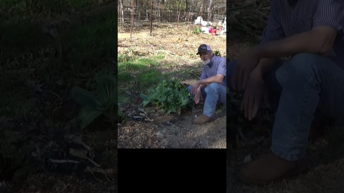 Your invitation to the garden story #garden #gardeningtips #mulch