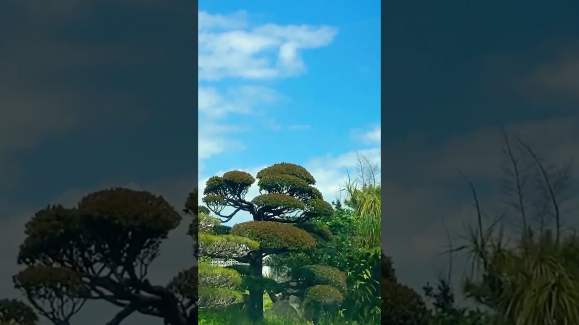 Secrets of Serene Japanese Gardens #okinawa #japanese #garden #shorts #traveljapan