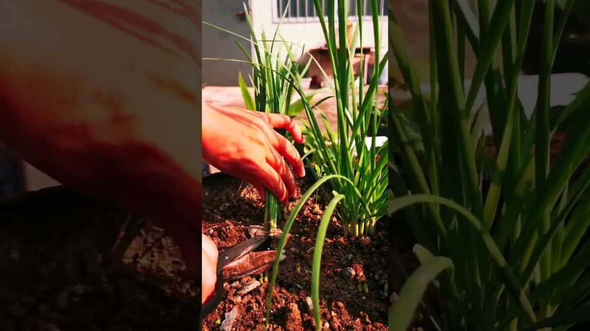I growing garden and vegetable by MeiMei #shorts #garden #vegetable I growing garden and vegetable by MeiMei #shorts #garden #vegetable