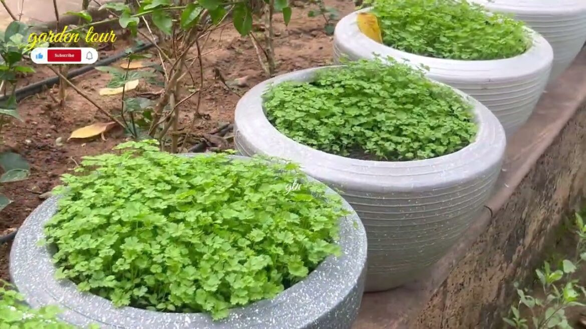 Small space gardening |container garden |easiest way to grow vegetables at home |diy garden decor