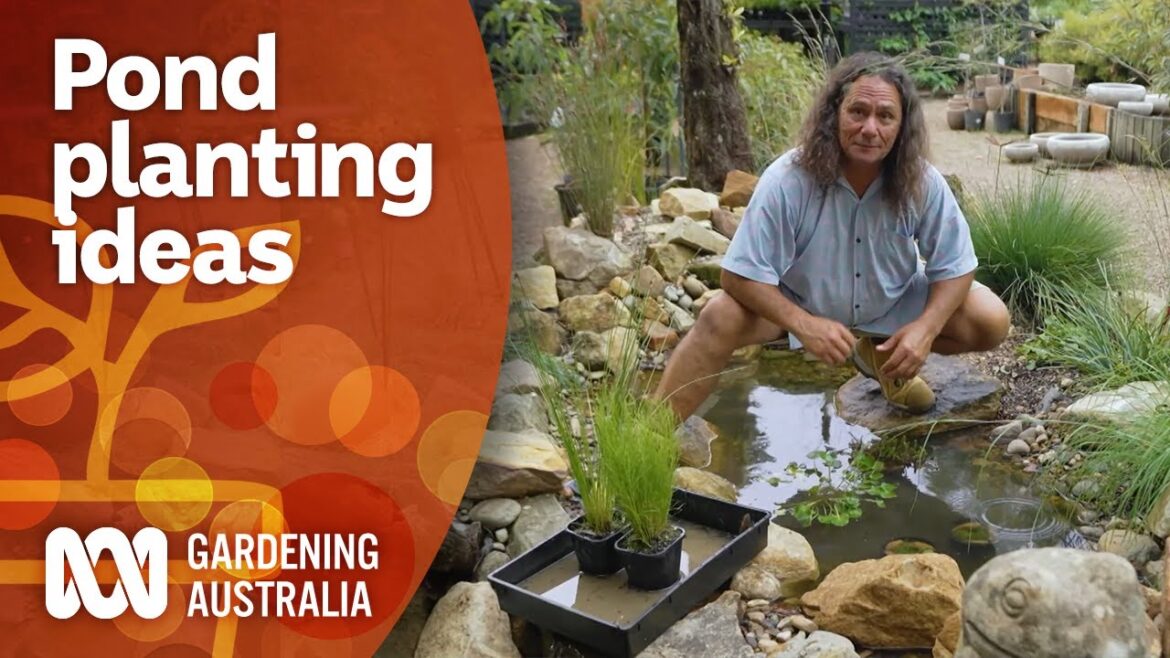 How to add aquatic plants to your pond | Garden Design and Inspiration | Gardening Australia How to add aquatic plants to your pond | Garden Design and Inspiration | Gardening Australia