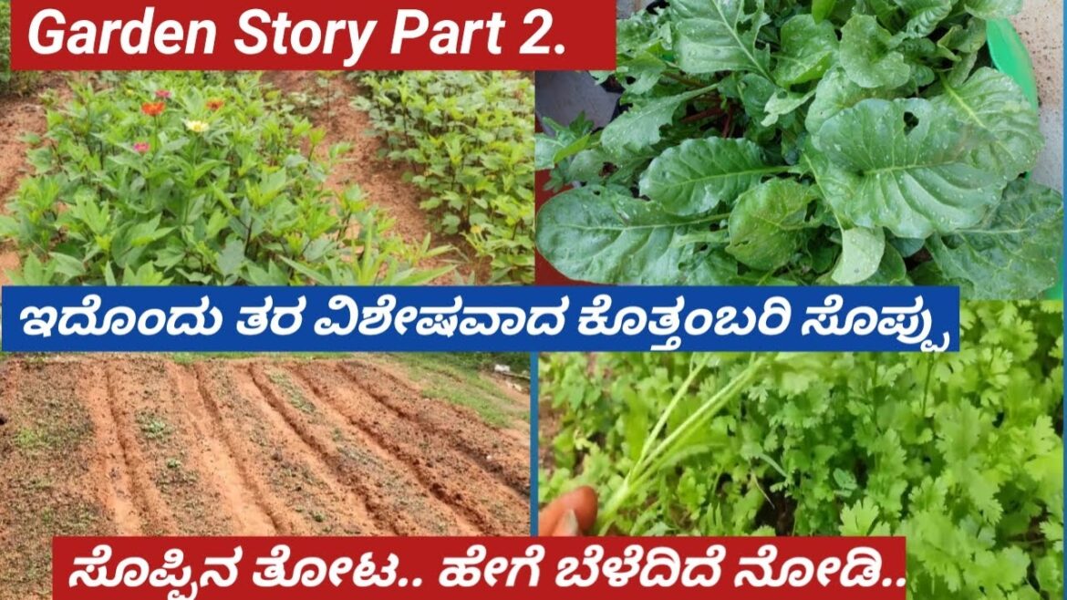 How to Start Garden/ Part 2/Update video/harvesting/how to start vegetables garden/simple tips.