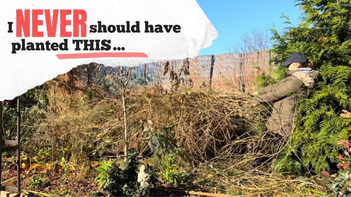 Fixing My Biggest Garden Design Mistake, Goji Berries Gone Wild, Transplanting Hydrangeas, Shed Prep