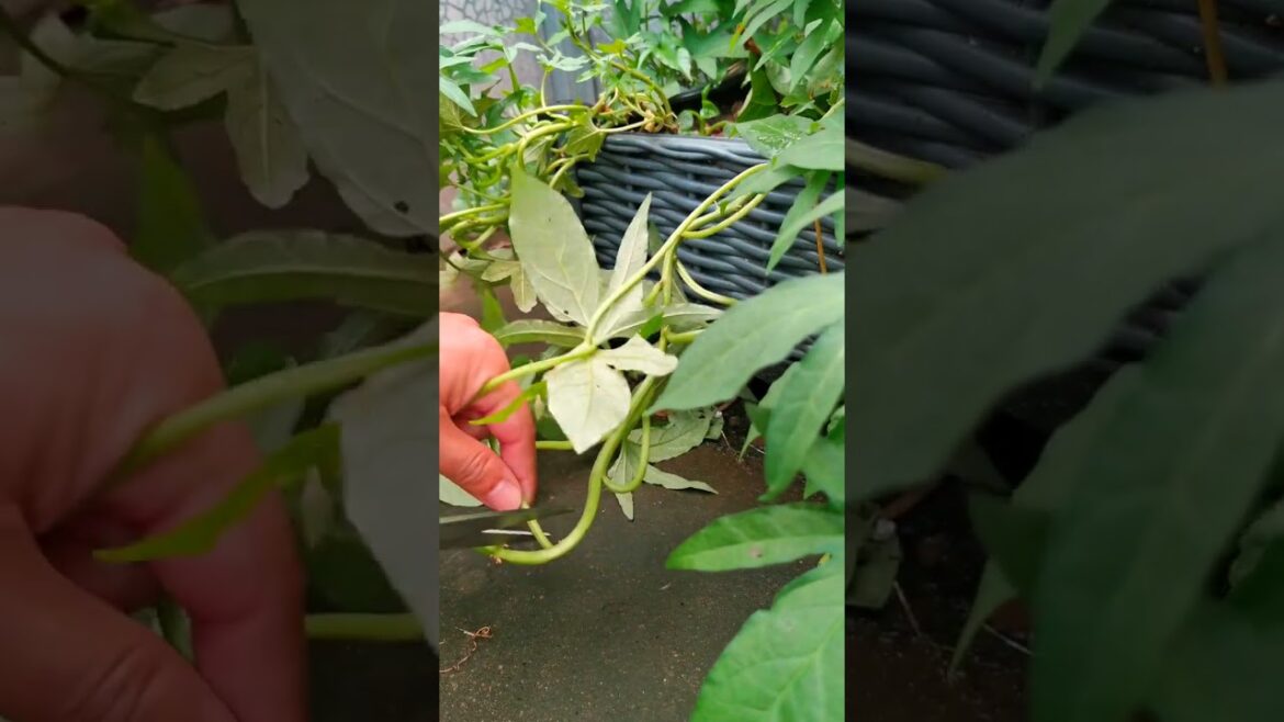 I growing garden and vegetable by MeiMei #shorts #garden #vegetable I growing garden and vegetable by MeiMei #shorts #garden #vegetable