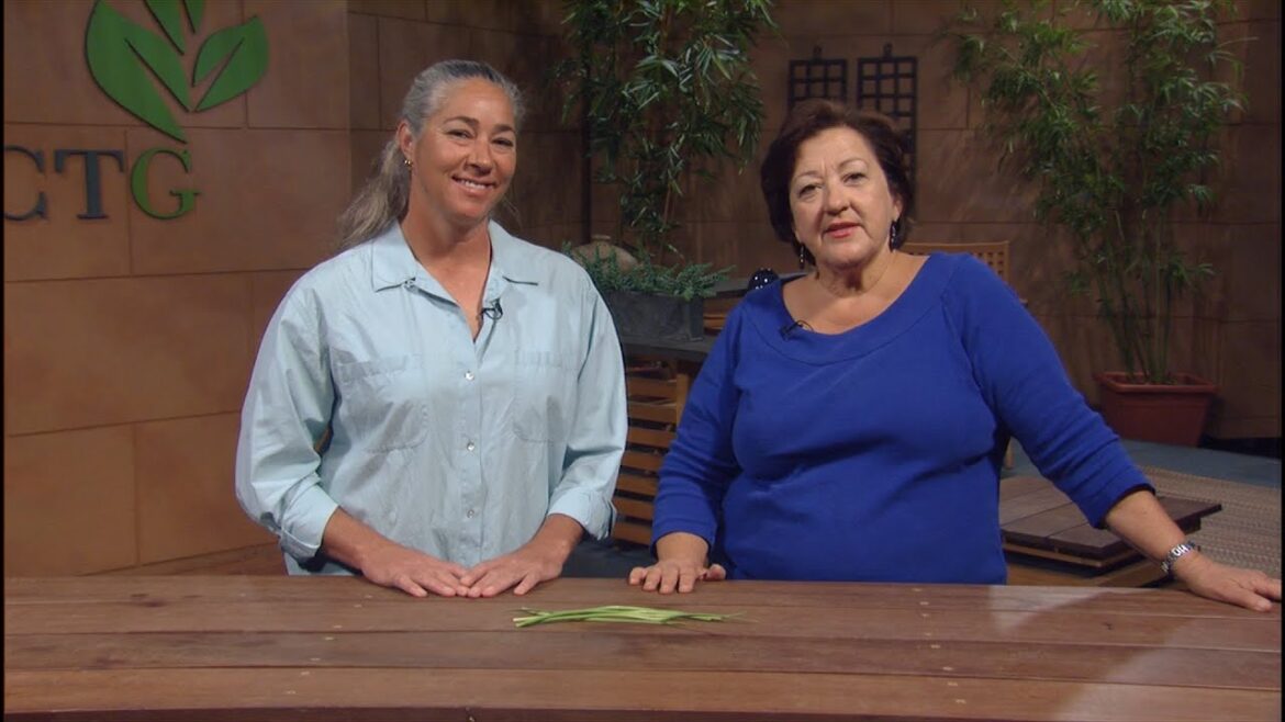 Harvest and dry garlic |Trisha Shirey & Ivy Lara |Central Texas Gardener