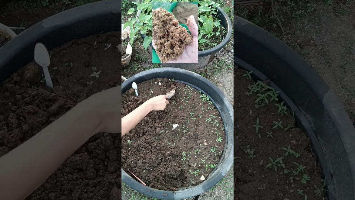 Organic Gardening and Container Gardening in the Philippines #backyardgardening #gardentokitchen