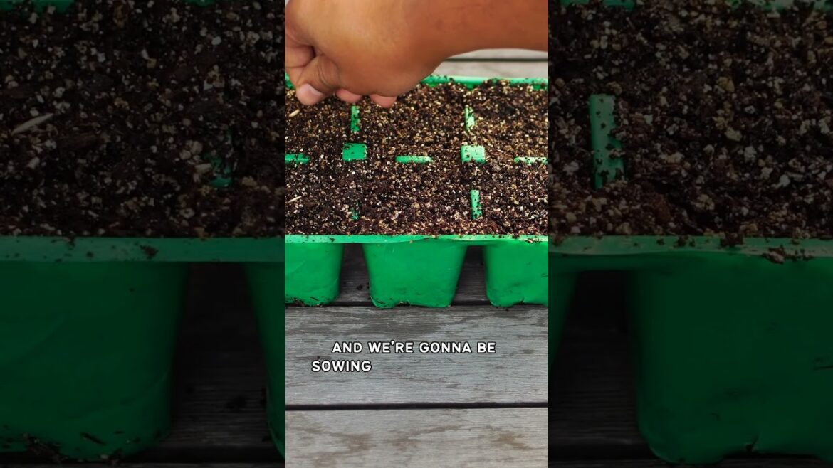 California Gardening: Cucumber Growing Success! 🥒✨ #Shorts Cucumber Growing Success! 🥒✨ #Shorts