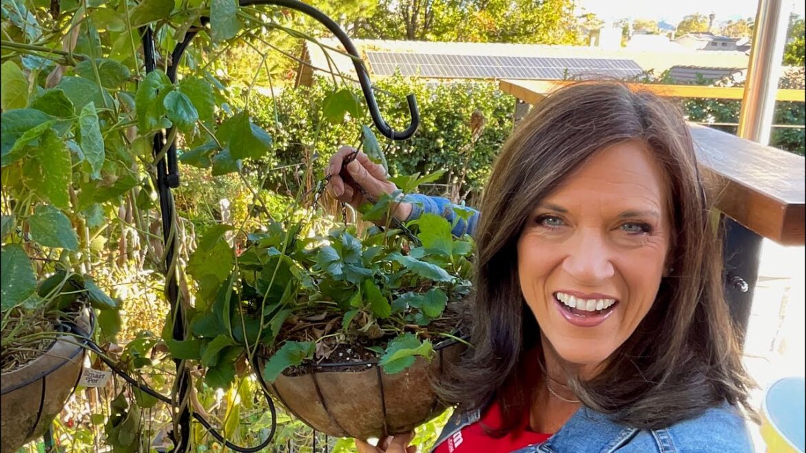 LIVE:🔥 Hot Tips for a Cool Winter Container Veggie Garden