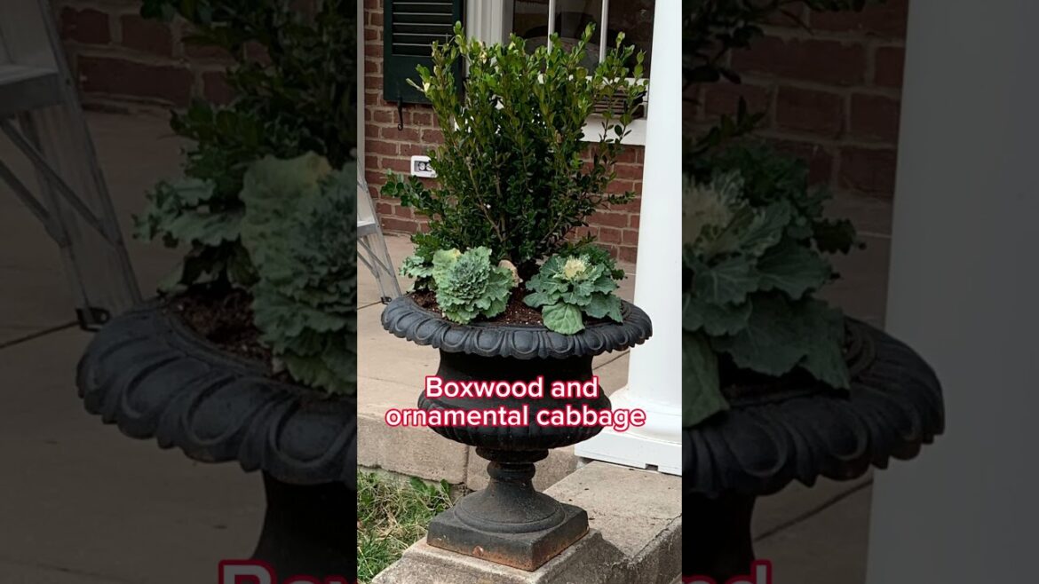 Container garden inspiration on walk in Tennessee USA